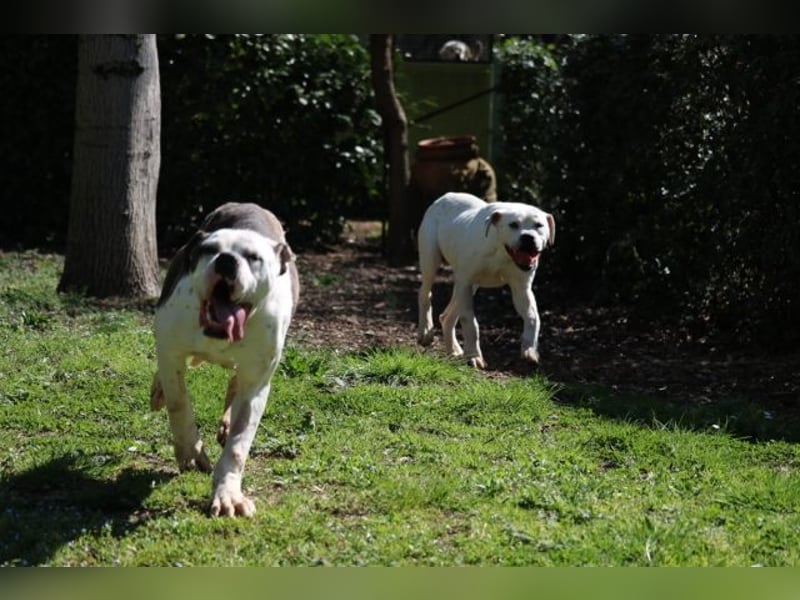 Dimitri - Gebt Ihr mir eine Chance?