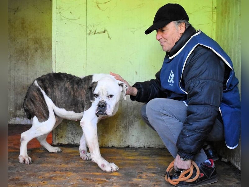 Dimitri - NOTFALL - Wie man einen Hund langsam kaputt stehen lässt
