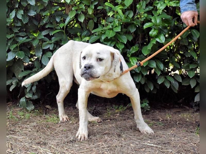 Dollaro - In einer anderen Zeit