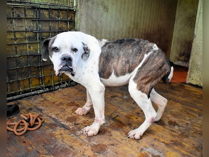 Dimitri - NOTFALL - Wie man einen Hund langsam kaputt stehen lässt