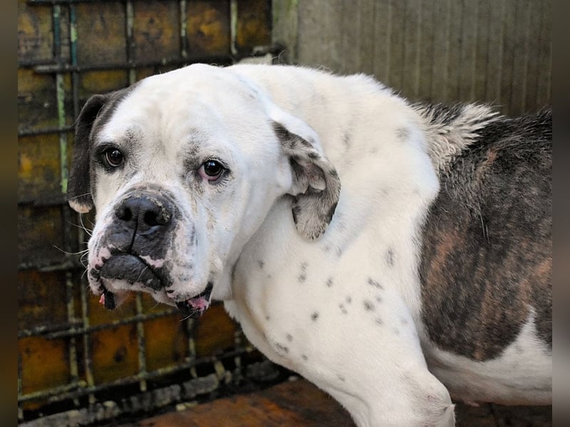 Dimitri - Notfall - Wie man einen Hund langsam kaputt stehen lässt