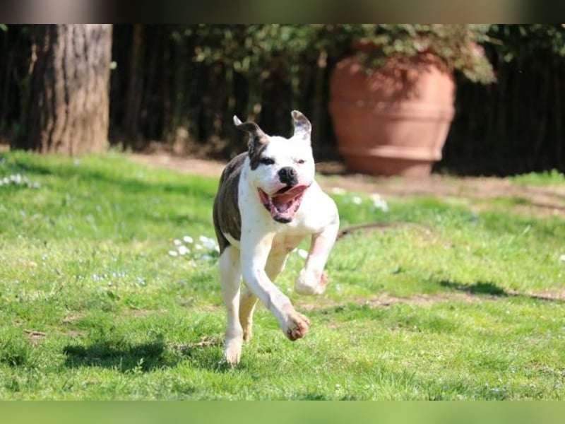 Dimitri - NOTFALL - Wie man einen Hund langsam kaputt stehen lässt