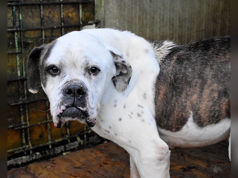 Dimitri - NOTFALL - Wie man einen Hund langsam kaputt stehen lässt