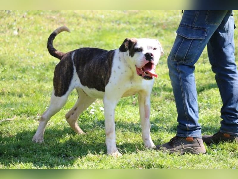 Dimitri - NOTFALL - Wie man einen Hund langsam kaputt stehen lässt