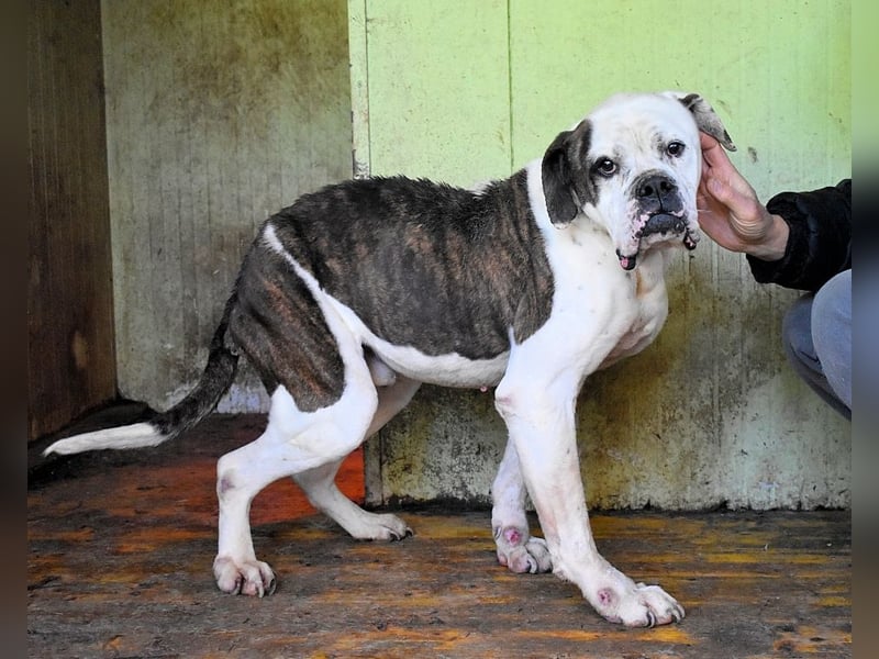 Dimitri - NOTFALL - Wie man einen Hund langsam kaputt stehen lässt