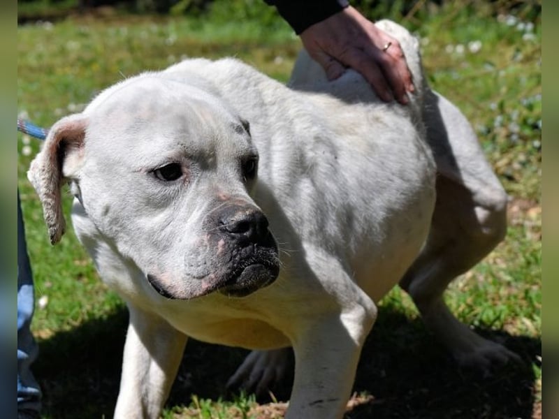 Dollaro - ist ein weißer Prachtkerl