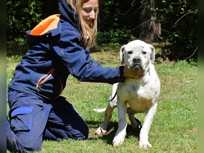 Dollaro - ist ein weißer Prachtkerl