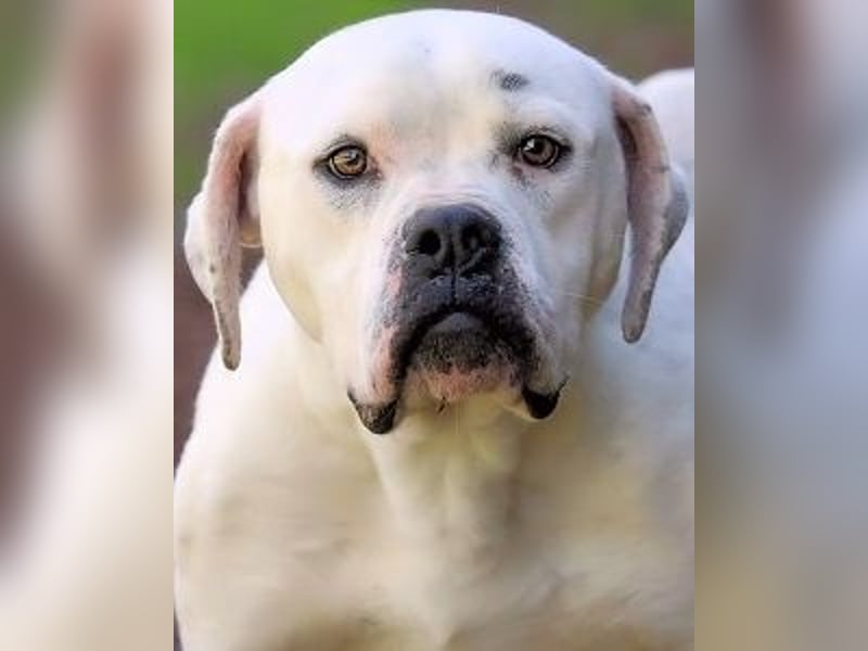 Dollaro - In einer anderen Zeit