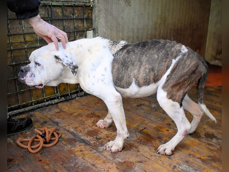 Dimitri - Notfall - Wie man einen Hund langsam kaputt stehen lässt