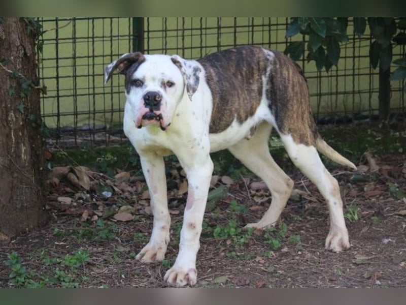 Dimitri - Gebt Ihr mir eine Chance?