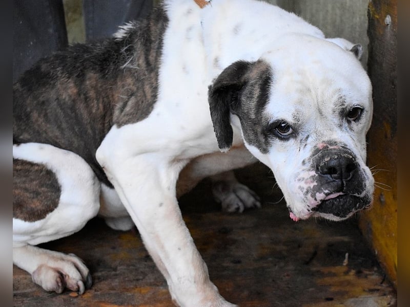 Dimitri - Notfall - Wie man einen Hund langsam kaputt stehen lässt