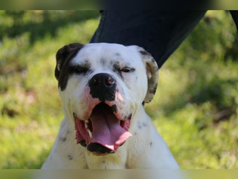 Dimitri - Gebt Ihr mir eine Chance?