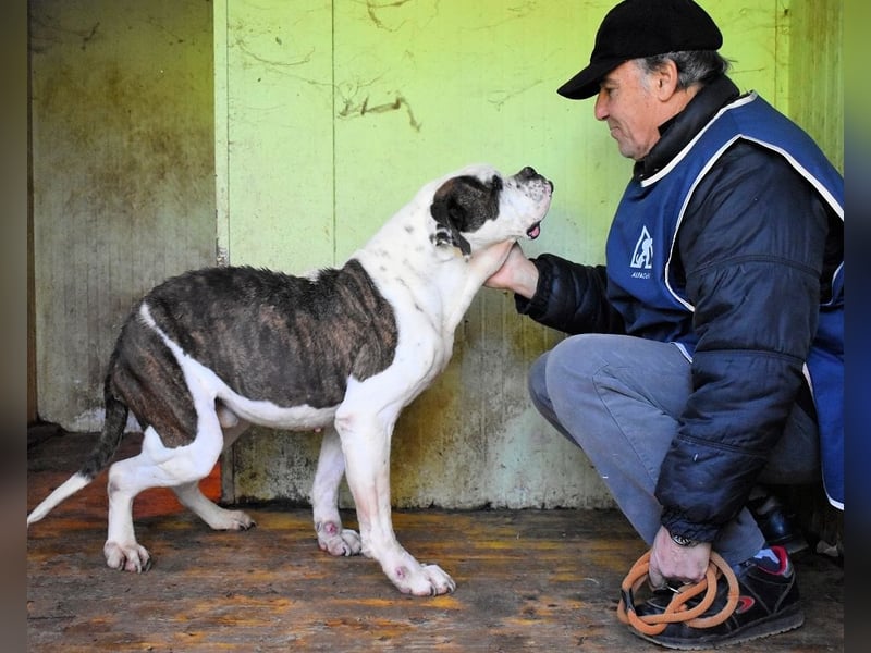 Dimitri - NOTFALL - Wie man einen Hund langsam kaputt stehen lässt
