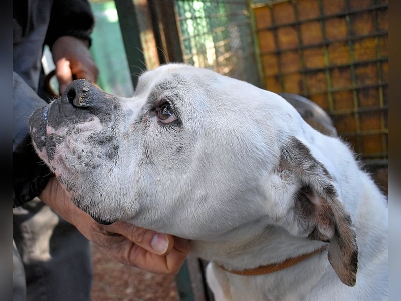 Dimitri - Notfall - Wie man einen Hund langsam kaputt stehen lässt