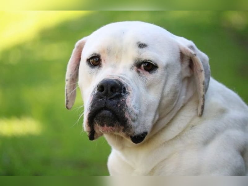 Dollaro - ist ein weißer Prachtkerl