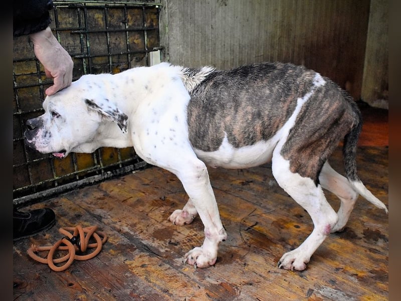 Dimitri - Notfall - Wie man einen Hund langsam kaputt stehen lässt