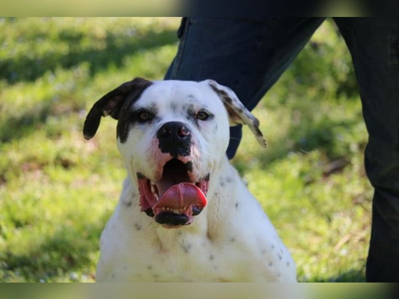 Dimitri - Gebt Ihr mir eine Chance?