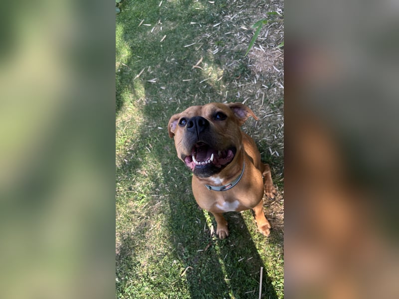 Wundervolle American Bulldog Hündin