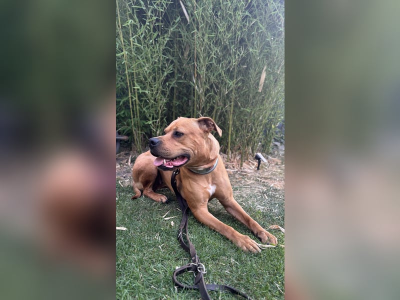 Wundervolle American Bulldog Hündin