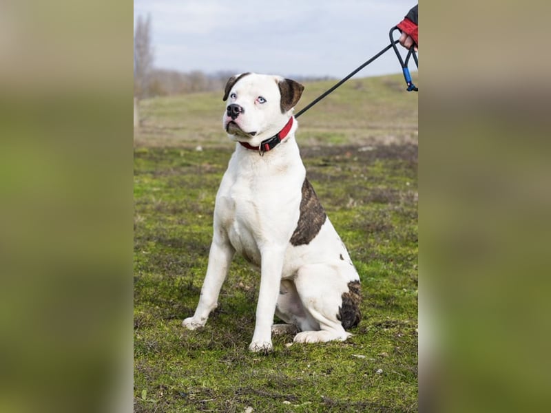 Boldizsar SI - aus dem Tierheim rein ins Zuhause