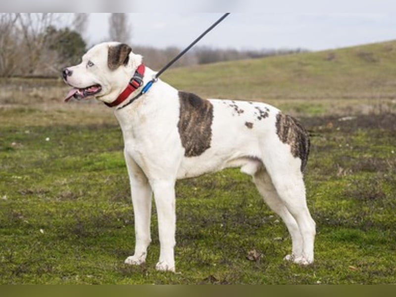 Boldizsar SI - aus dem Tierheim rein ins Zuhause