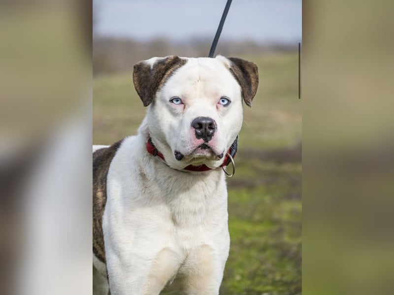 Boldizsar SI - aus dem Tierheim rein ins Zuhause