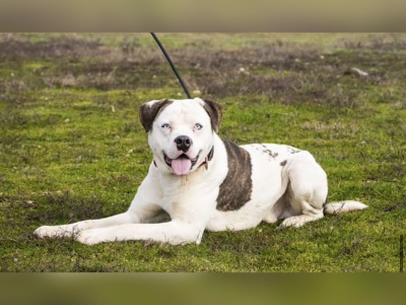 Boldizsar SI - aus dem Tierheim rein ins Zuhause