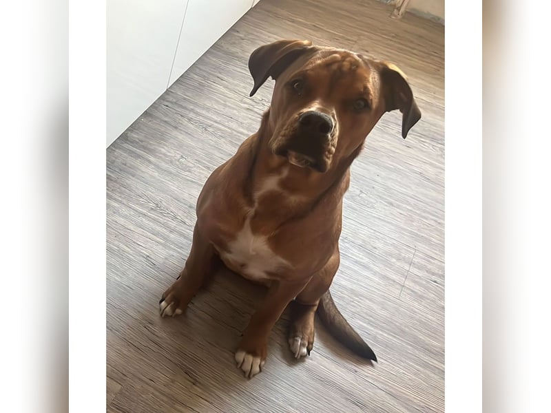 Englisch/amerikanische Bulldogge