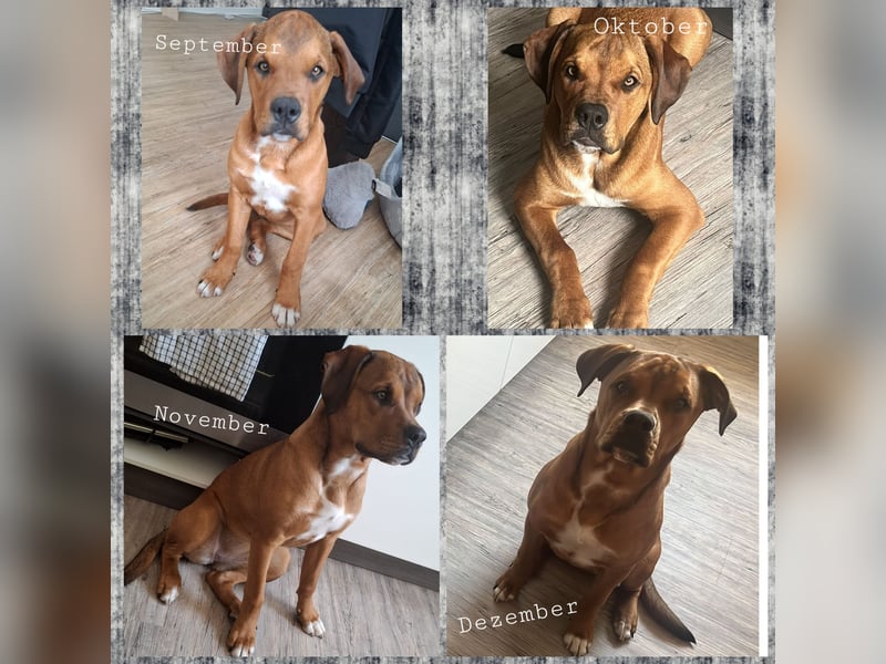 Englisch/amerikanische Bulldogge