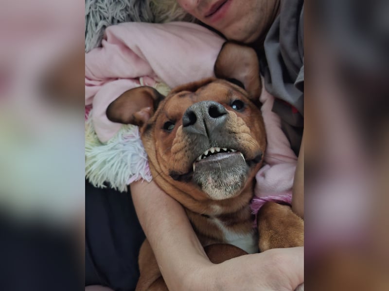 Englisch/amerikanische Bulldogge
