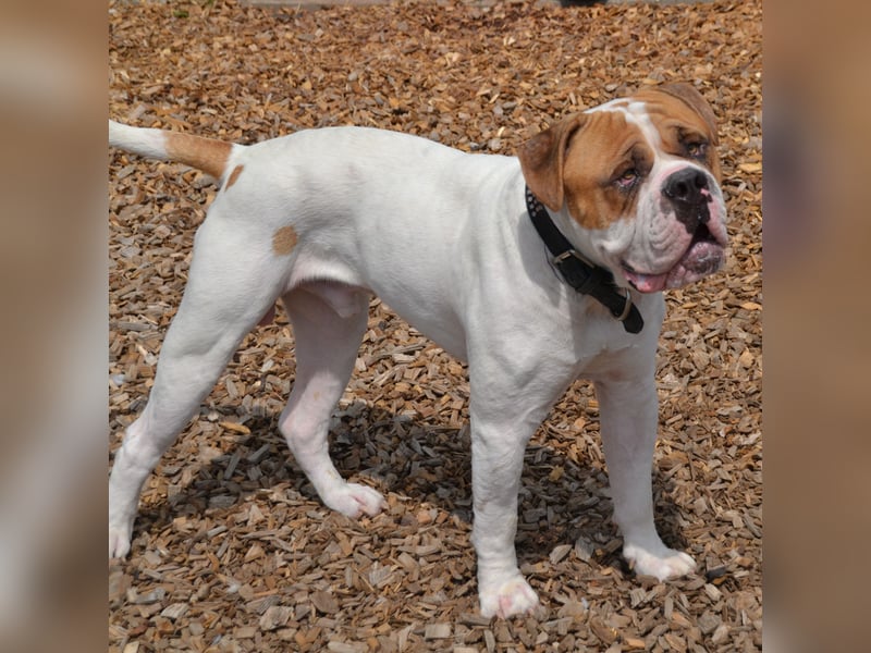 Englische/amerikanische Bulldogge