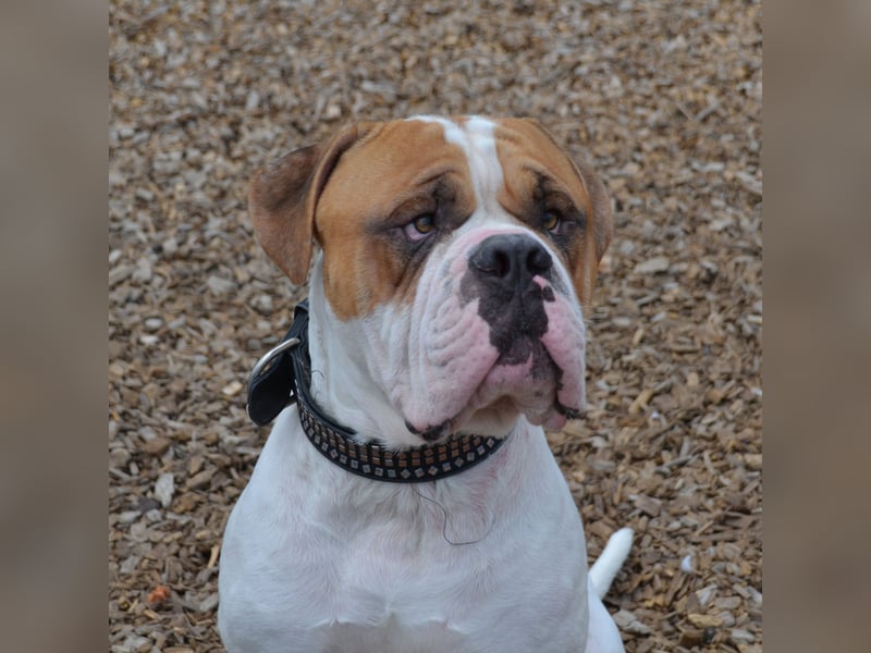 Englische/amerikanische Bulldogge