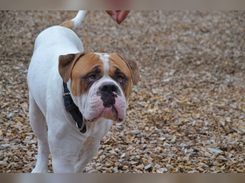 Englische/amerikanische Bulldogge