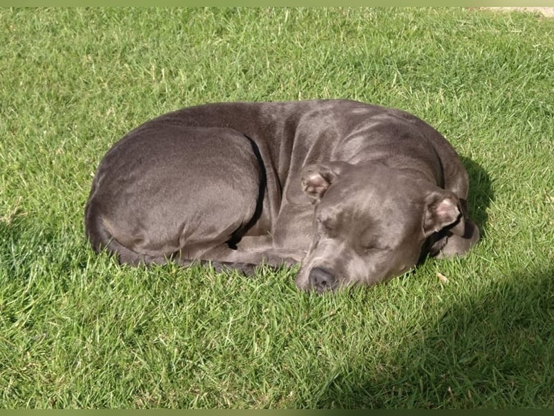 American Bulldog