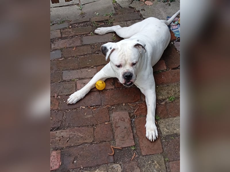 Whit American Bulldog
