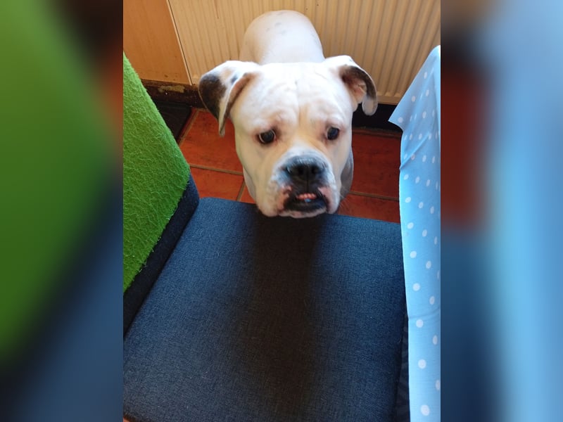 Whit American Bulldog