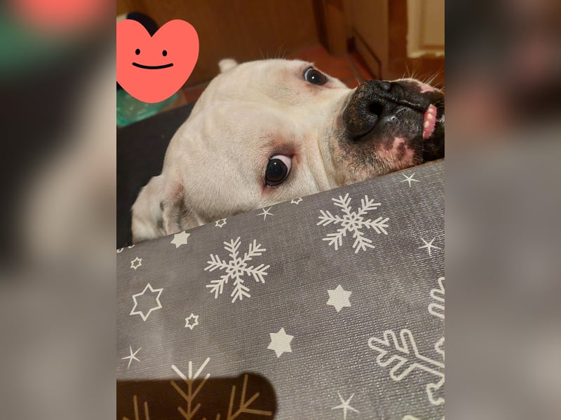 Amerikan Bulldog