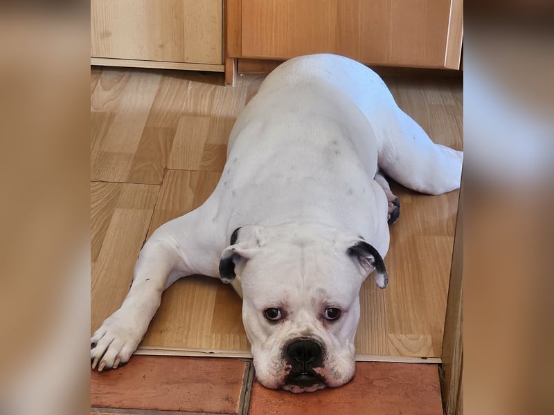 Amerikan Bulldog