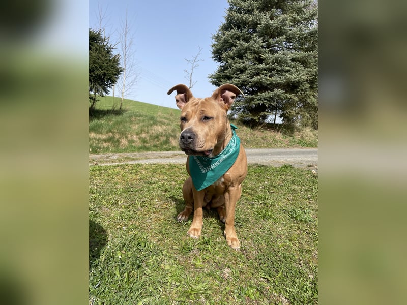 American Bulldog  Namens Nala ❤️sucht ein liebevolles neues zu Hause