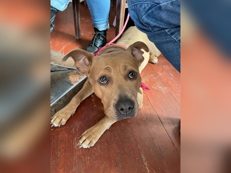 American Bulldog  Namens Nala ❤️sucht ein liebevolles neues zu Hause