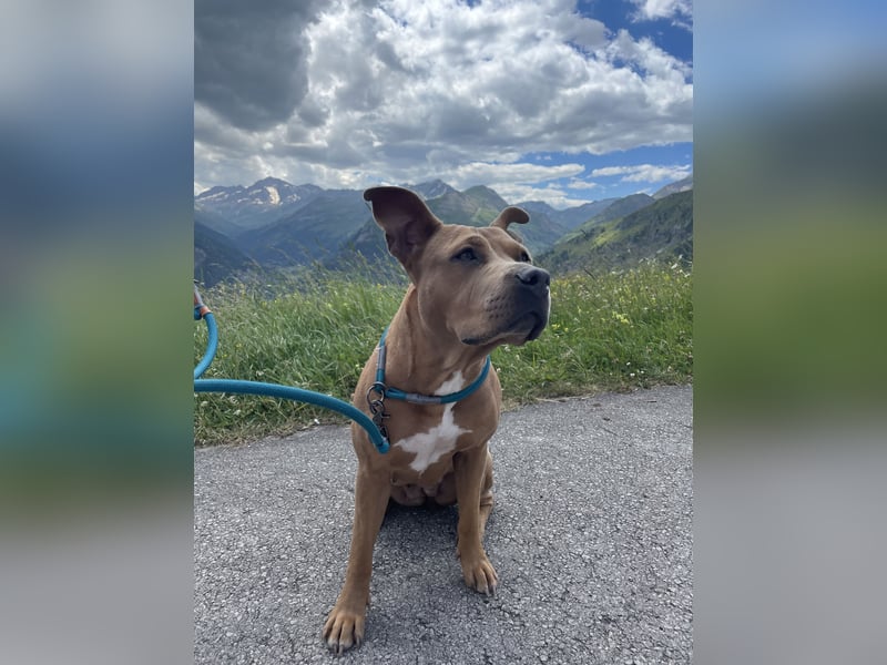 American Bulldog  Namens Nala ❤️sucht ein liebevolles neues zu Hause