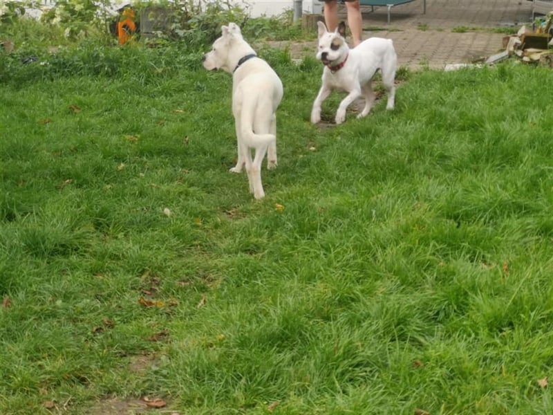 Branca - Knutschkugel sucht kompetente Pflegestelle