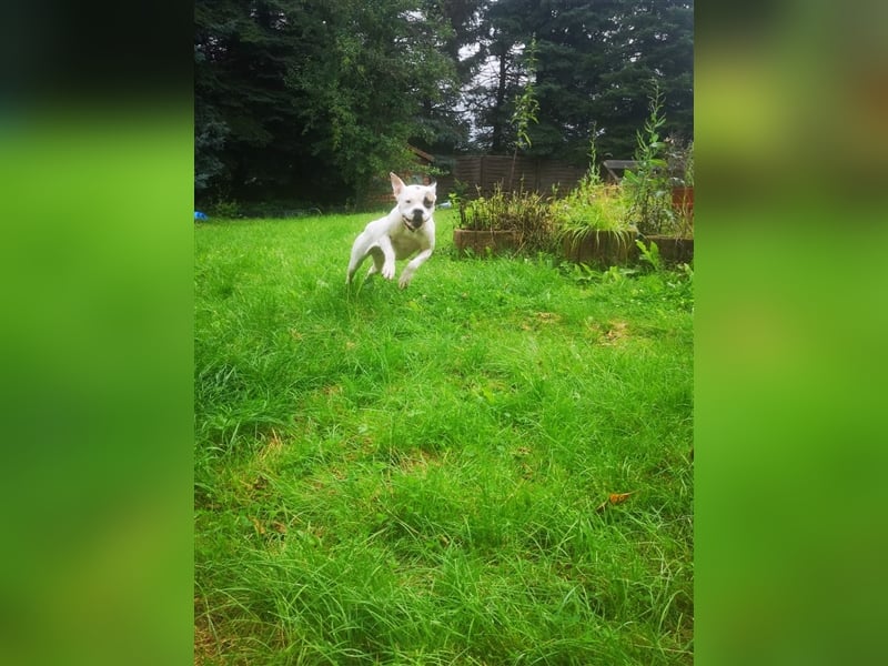 Branca - Knutschkugel sucht kompetente Pflegestelle