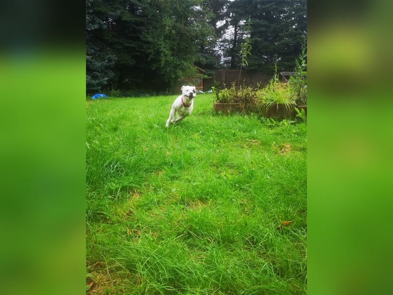 Branca - Knutschkugel sucht kompetente Pflegestelle