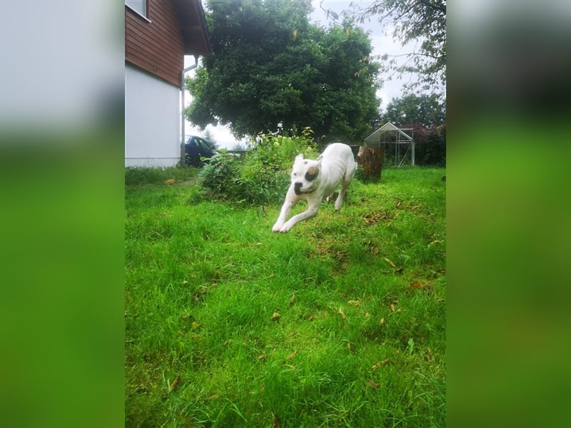 Branca - Knutschkugel sucht kompetente Pflegestelle