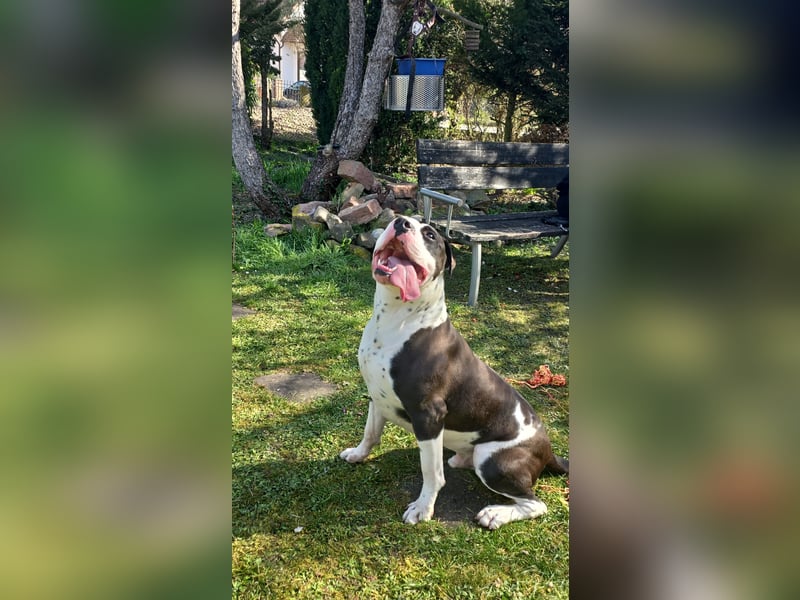 American bulldog Rüden und Weibchen abzugeben