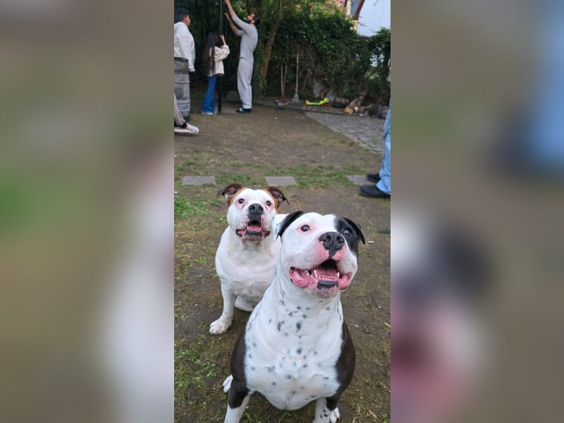 American bulldog Rüden und Weibchen abzugeben