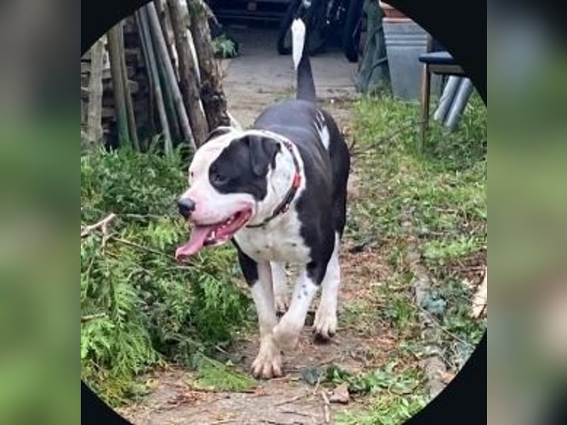 American bulldog Rüden und Weibchen abzugeben