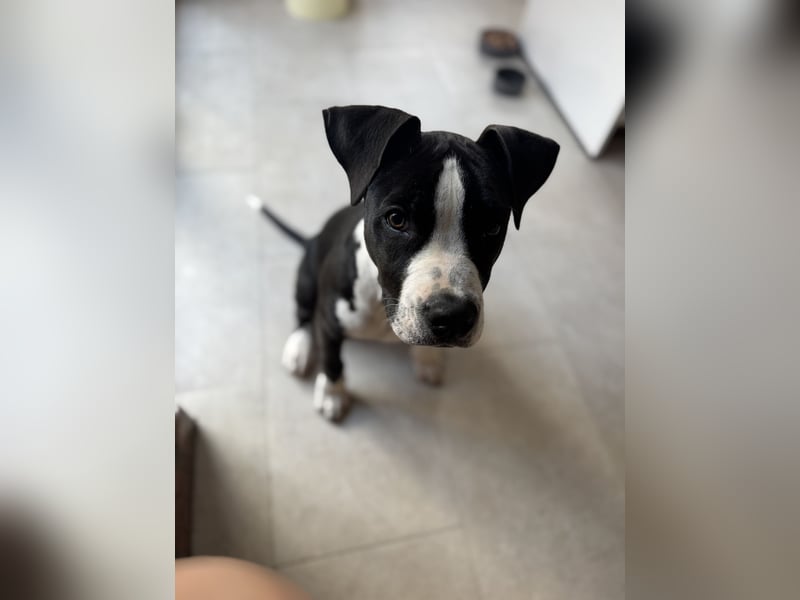 Wunderschöne reinrassige Amerikan Bulldog Hündin