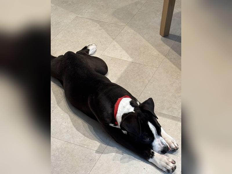 Wunderschöne reinrassige Amerikan Bulldog Hündin